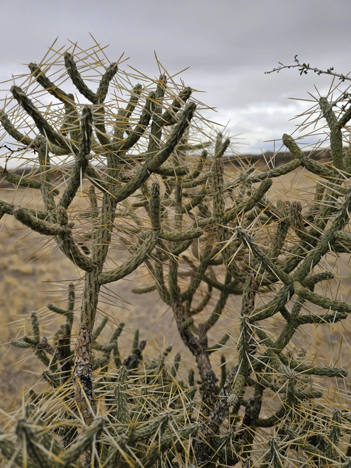 Cylindropuntia Ramosissima Cuttings, 3 Branches, Diamond Cholla, 6" Tall Succulent Cactus