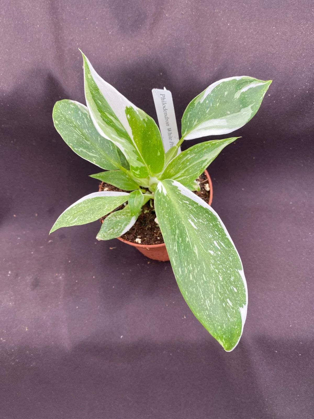 Philodendron White Princess Plant - Rooted 3" Pot - Rare Variegated Houseplant - Philodendron spp.