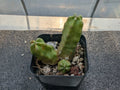 Echinocereus pentalophus Momotaro Cutting - 2" Bare-Root Cactus - Healthy Succulent Plant for Home or Garden Decor