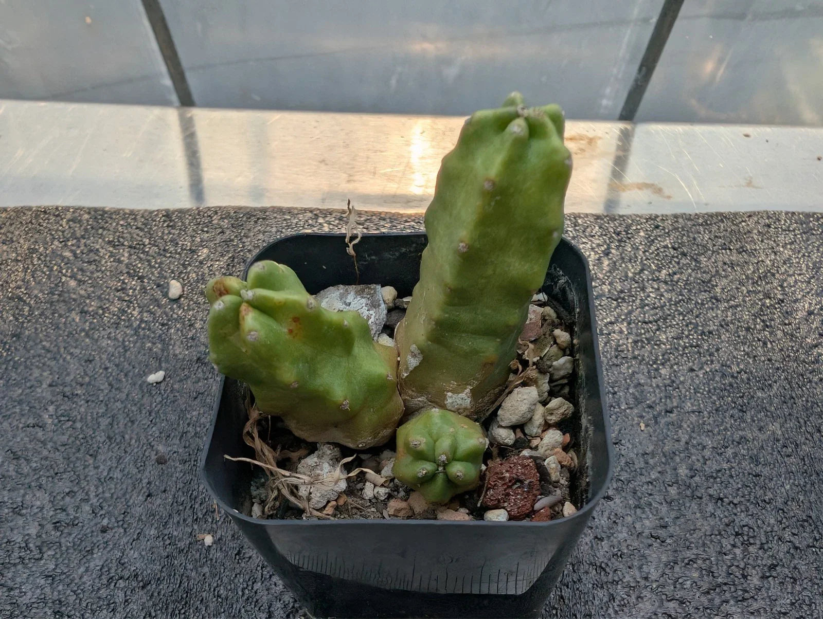 Echinocereus pentalophus Momotaro Cutting - 2" Bare-Root Cactus - Healthy Succulent Plant for Home or Garden Decor