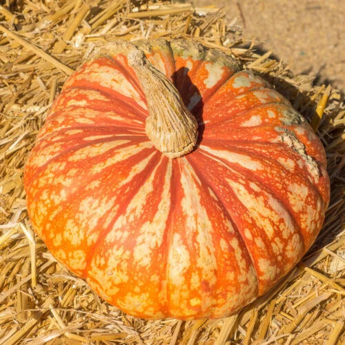 One Too Many Pumpkin Seeds - 25+ Pack for Garden Planting - Cucurbita pepo - USA Grown - Free Shipping