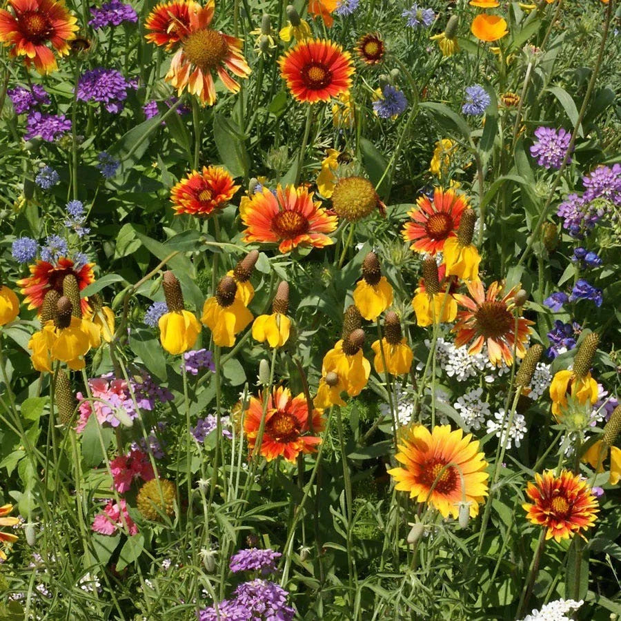 Wildflower Seed Mix - 19 Beautiful Species - Western Wildflower Blend - Native Wildflowers for Garden - Free Shipping