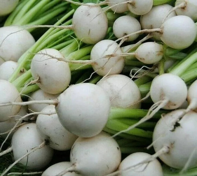 White Egg Turnip Seeds - 1000+ Vegetable Seeds for Soup, Stews, Stir Fry - Brassica rapa