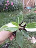 Variegated Philodendron Houseplant - White Princes - Rooted - Gorgeous Indoor Plant - Philodendron bipinnatifidum