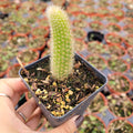 Monkey Tail Cactus Plant 4 Inch Hildewintera colademononis Succulent - Unique Textured Green Foliage