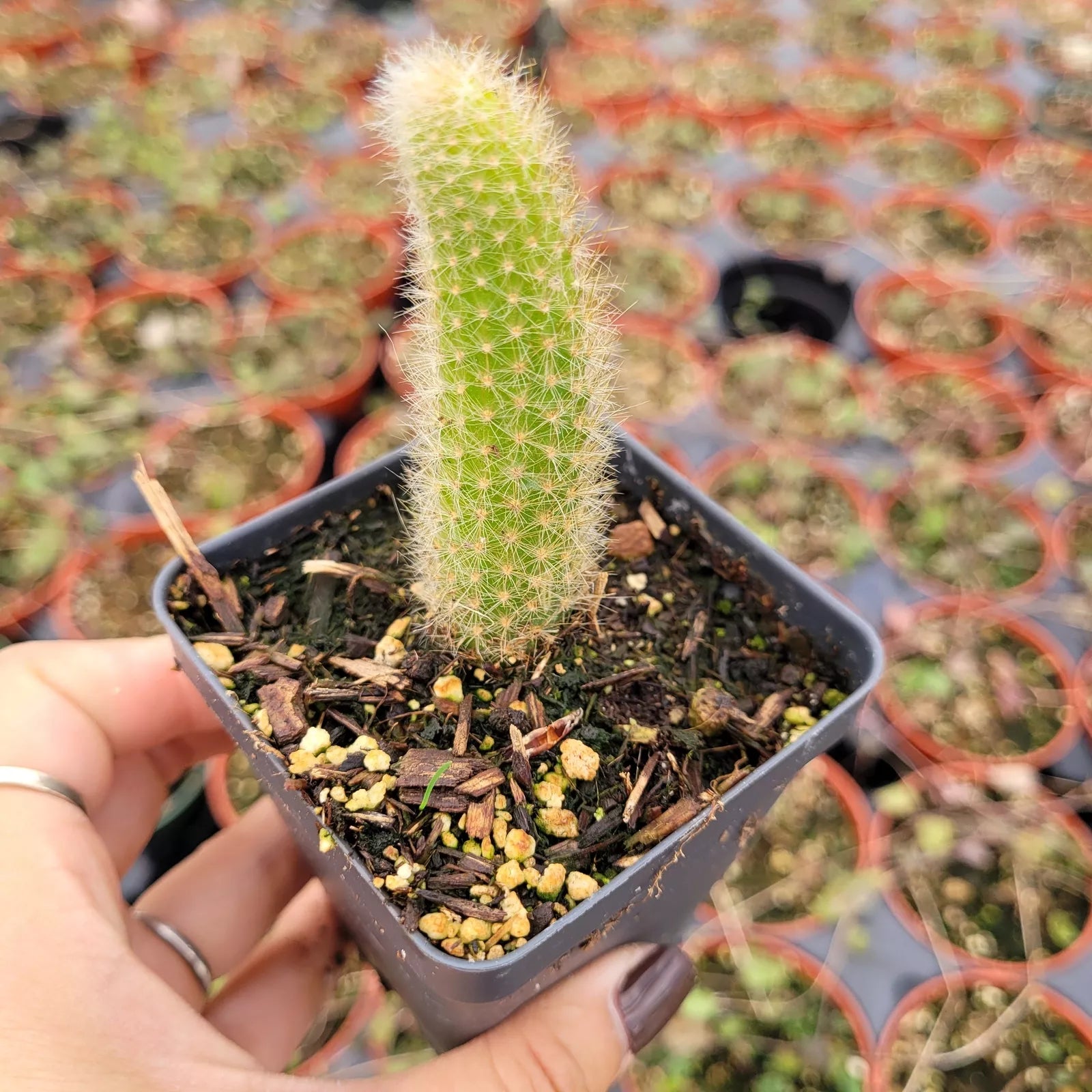 Monkey Tail Cactus Plant 4 Inch Hildewintera colademononis Succulent - Unique Textured Green Foliage