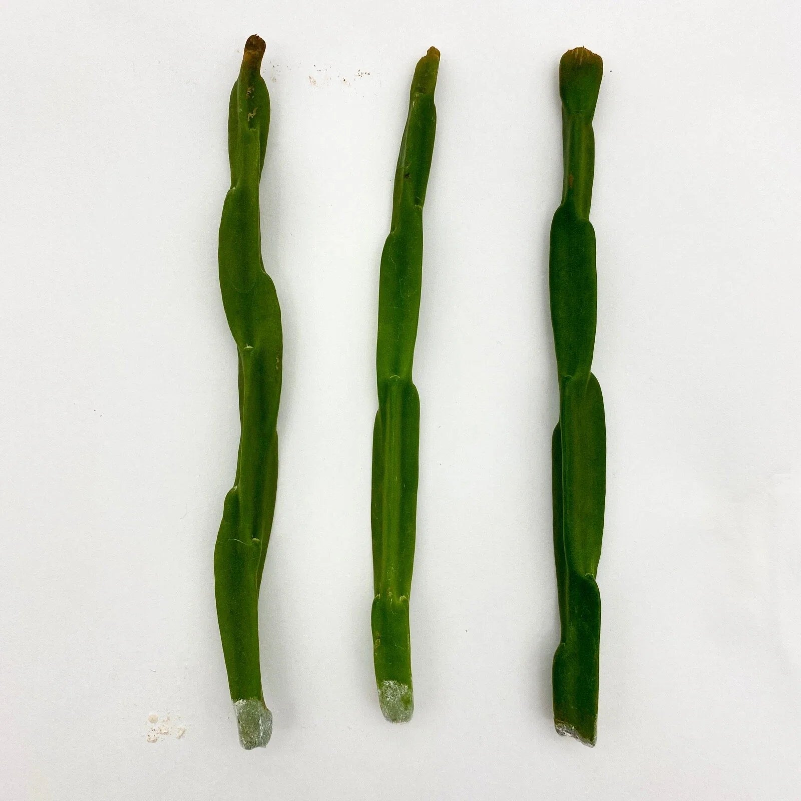 Rhipsalis paradoxa Cuttings - Tropical Cactus Variety - Easy Care Indoor Plant