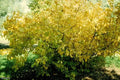 Spicebush Live Plant Set of 2, 12-24 Inches, Lindera Benzoin, 2-3 Years Old, Bare Root, Hardy Shrub for Moist Areas