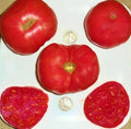 Dester Tomato Seeds - Award-Winning Variety - +25 Seeds - Solanum lycopersicum - Buy 3+ for 20% Off