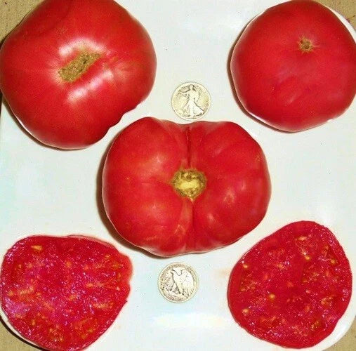 Dester Tomato Seeds - Award-Winning Variety - +25 Seeds - Solanum lycopersicum - Buy 3+ for 20% Off