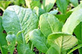 Tendergreen Mustard Seeds - 600+ Organic Seeds for Spring/Fall Garden - Easy Container Greens - Brassica juncea