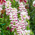 Maryland Plumblossom Snapdragon Seeds - 1000+ Seeds for Garden - Antirrhinum majus - USA Grown - Free Shipping