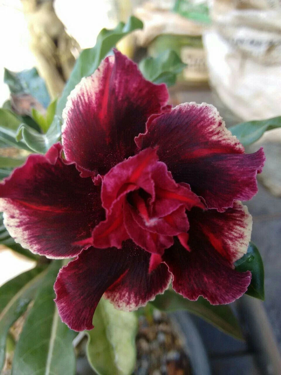 Double Red Magenta Desert Rose Seeds - Adenium Obesum - Exotic Flower Seeds - 4 Pack