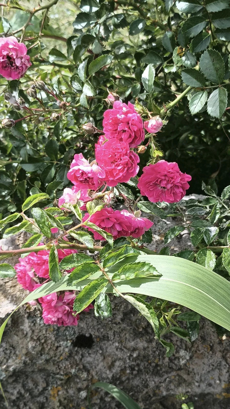 Pink Seven Sisters Roses Cuttings - 6 Inch Heirloom Climbing Rose Cuttings (No Roots) - Ideal for Gardening and Landscaping