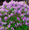 Common Lilac Live Plants 4" Pot Double Blue Heirloom Syringa vulgaris Cold Hardy Outdoor Indoor Full Sun Zones 3-7