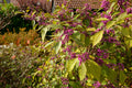 American Beautyberry Seeds - 30+ Seeds, Callicarpa americana, Purple Berries, Native Plant, Free Shipping, US Seller