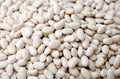 Navy Bean Seeds for Planting 50 Seeds - White Kidney Bean (Phaseolus vulgaris)