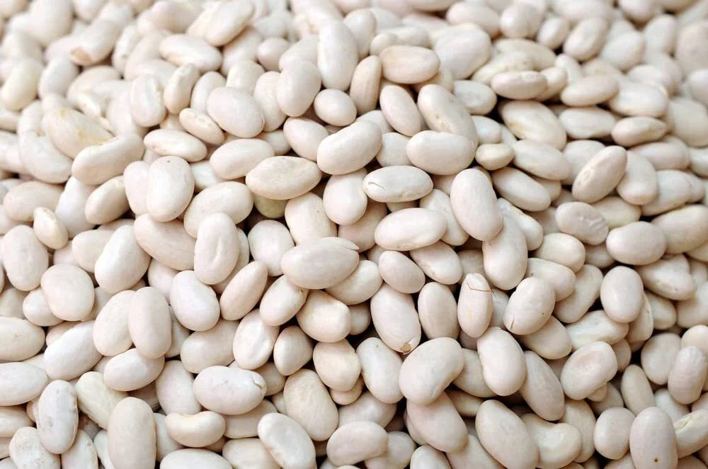 Navy Bean Seeds for Planting 50 Seeds - White Kidney Bean (Phaseolus vulgaris)