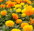 Crackerjack Marigold Seeds - Flower Seeds, Choose Packet Size - Tagetes erecta
