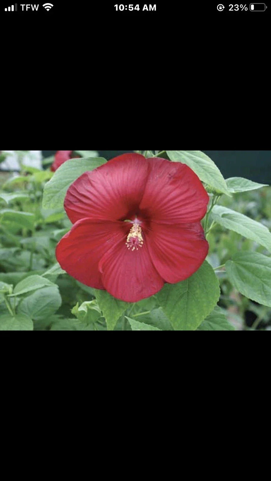 Hibiscus Plant Plug 3-Inch Red Luna Red Starter Plant (Hibiscus rosa-sinensis) for Garden