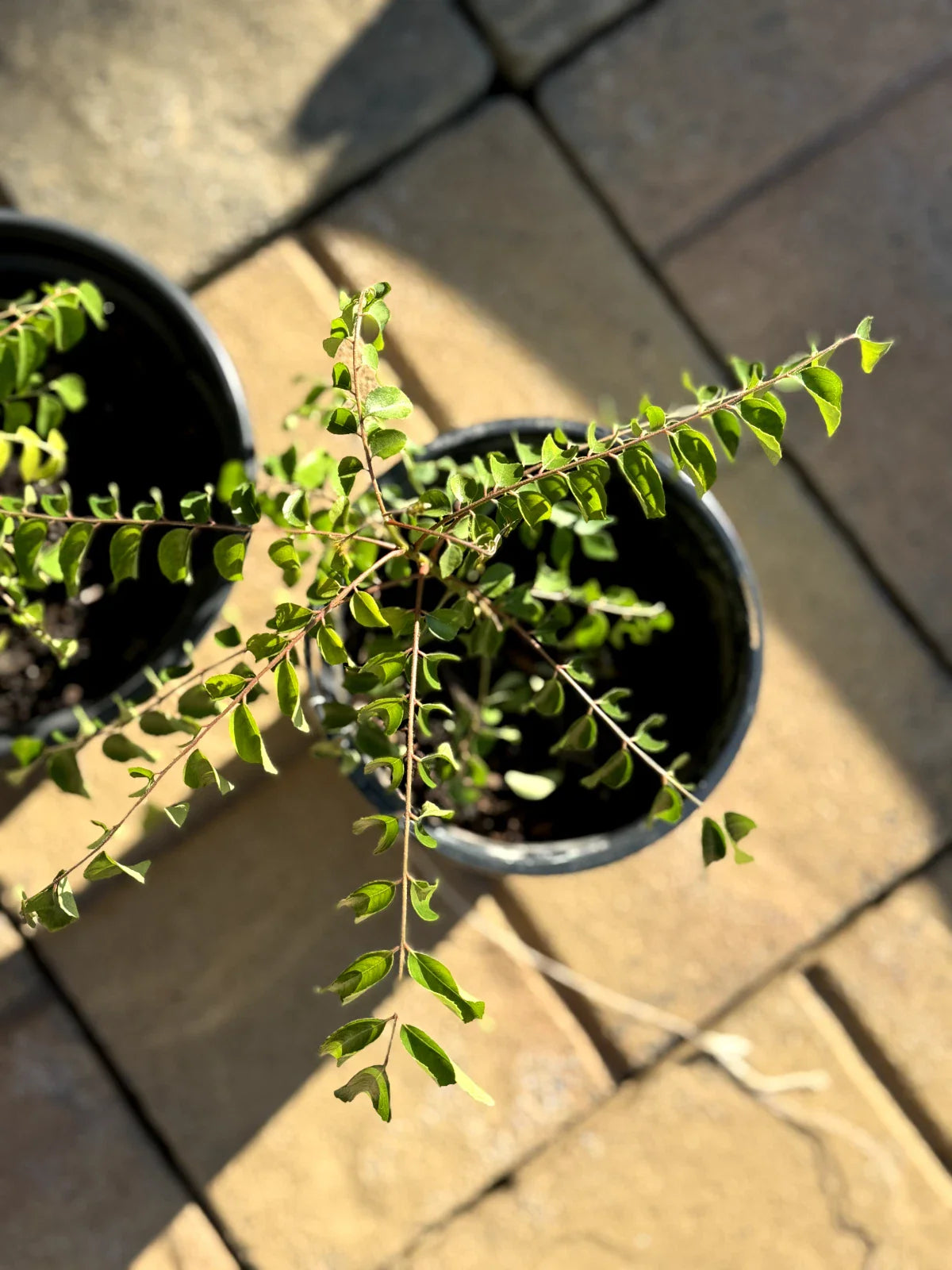Curry Leaf Plant - 4-6 Inches - Aromatic Leaves - Bare Rooted Live - Murraya koenigii