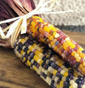 Red Husk Rainbow Ornamental Corn Seeds | Glass Gem Indian Flint Popcorn Seed | Heirloom Variety - Zea mays