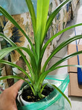 Live Pandan Leaf Plant 6"-10" in Cup - Lá D?a - Fragrant Culinary Herb for Cooking and Teas - Pandanus amaryllifolius