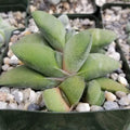 Gasteria Glomerata Cactus Succulent - Real Live Plant, Indoor Greenery, Low Maintenance Houseplant