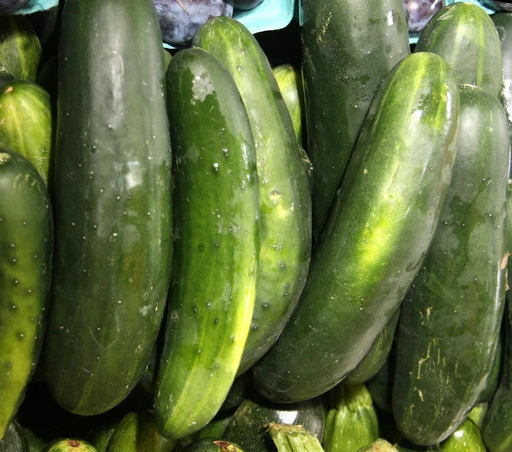 Straight Eight Slicing Cucumber Seeds - 250+ Seeds - Cucumis sativus - Non-GMO, Heirloom Variety, Home Garden