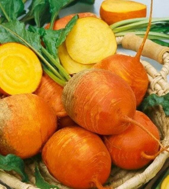 Golden Detroit Beet Seeds - Fresh Beet Seed Variety for Home Gardening - Beta vulgaris