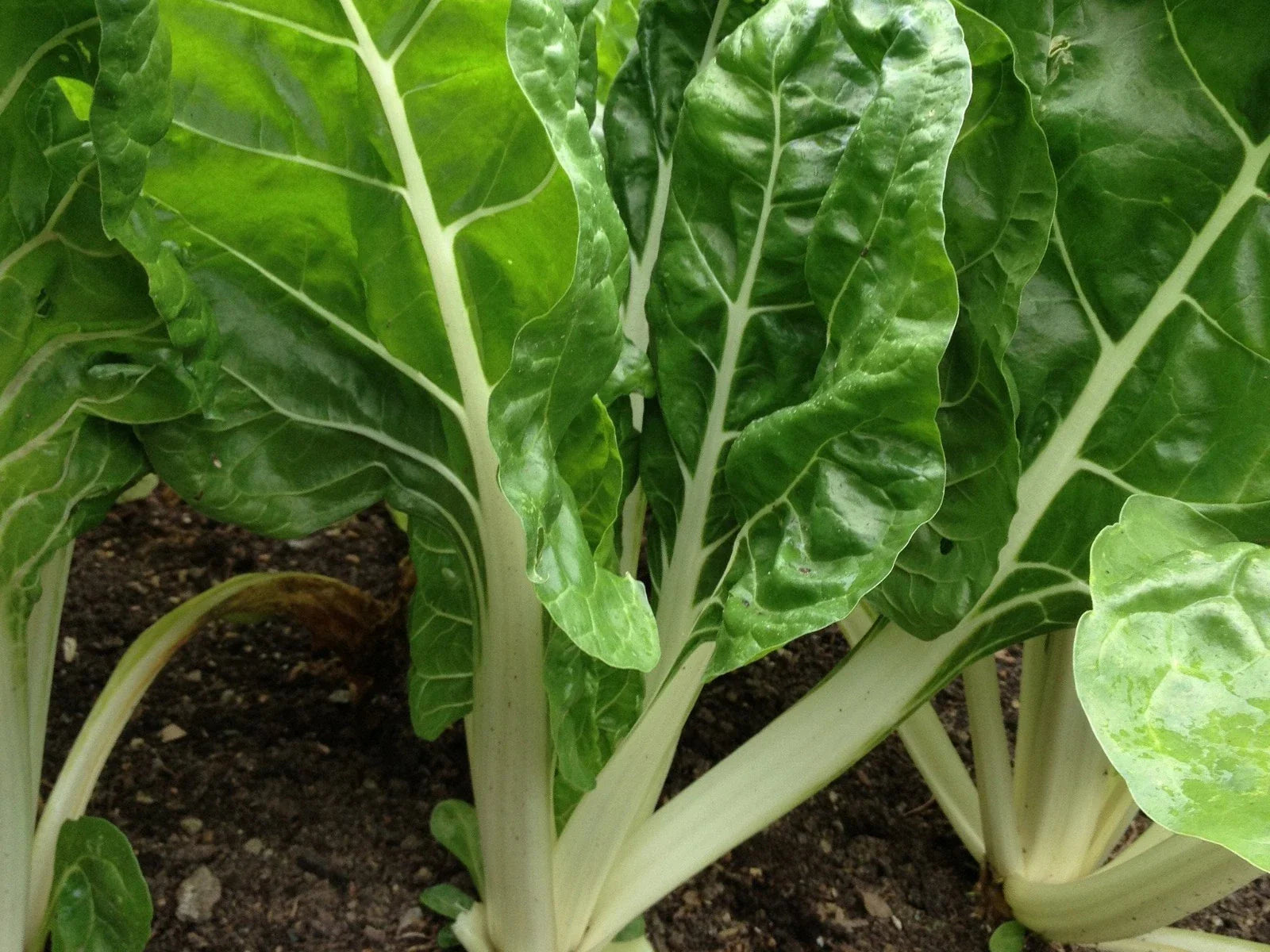 Fordhook Giant Swiss Chard Seeds, NON-GMO, Heirloom Salad Greens, Beta vulgaris subsp. cicla, Free Shipping