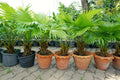 Palmetto Tree Seeds - 10 Seeds - Sabal Palmetto - Planting Seeds for Gardening