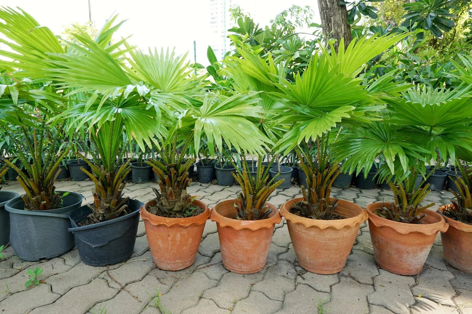 Palmetto Tree Seeds - 10 Seeds - Sabal Palmetto - Planting Seeds for Gardening