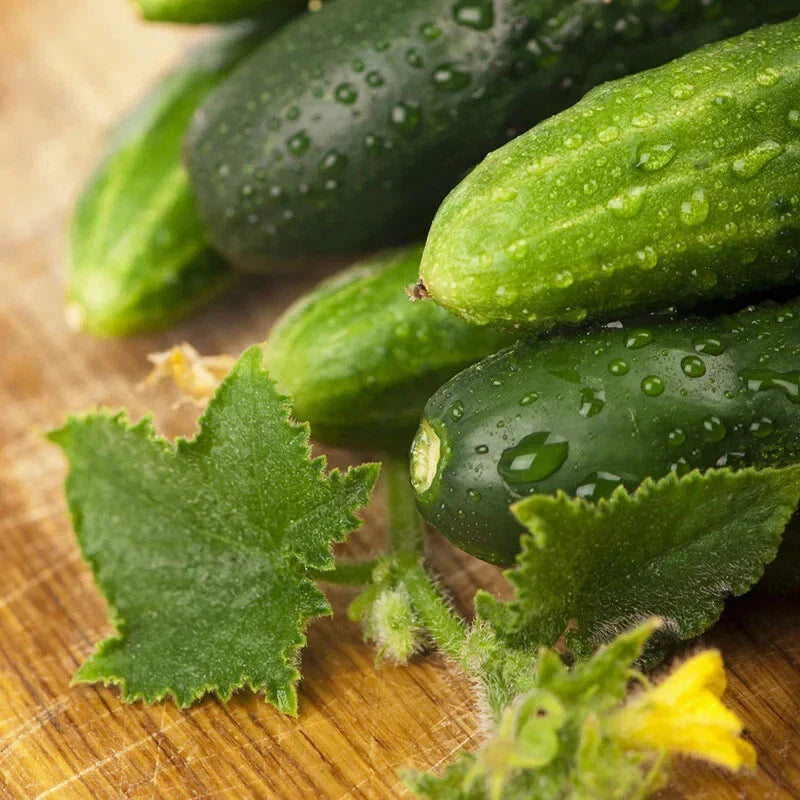 Cucumber Seeds 50 Count Long Green Improved Gourmet Non-GMO Cucumis sativus Free Shipping