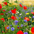 Wildflower Mix 1000 Seeds Fall Planting Spring Blooms, Maximum Variety for Vibrant Garden, Native Species Mix
