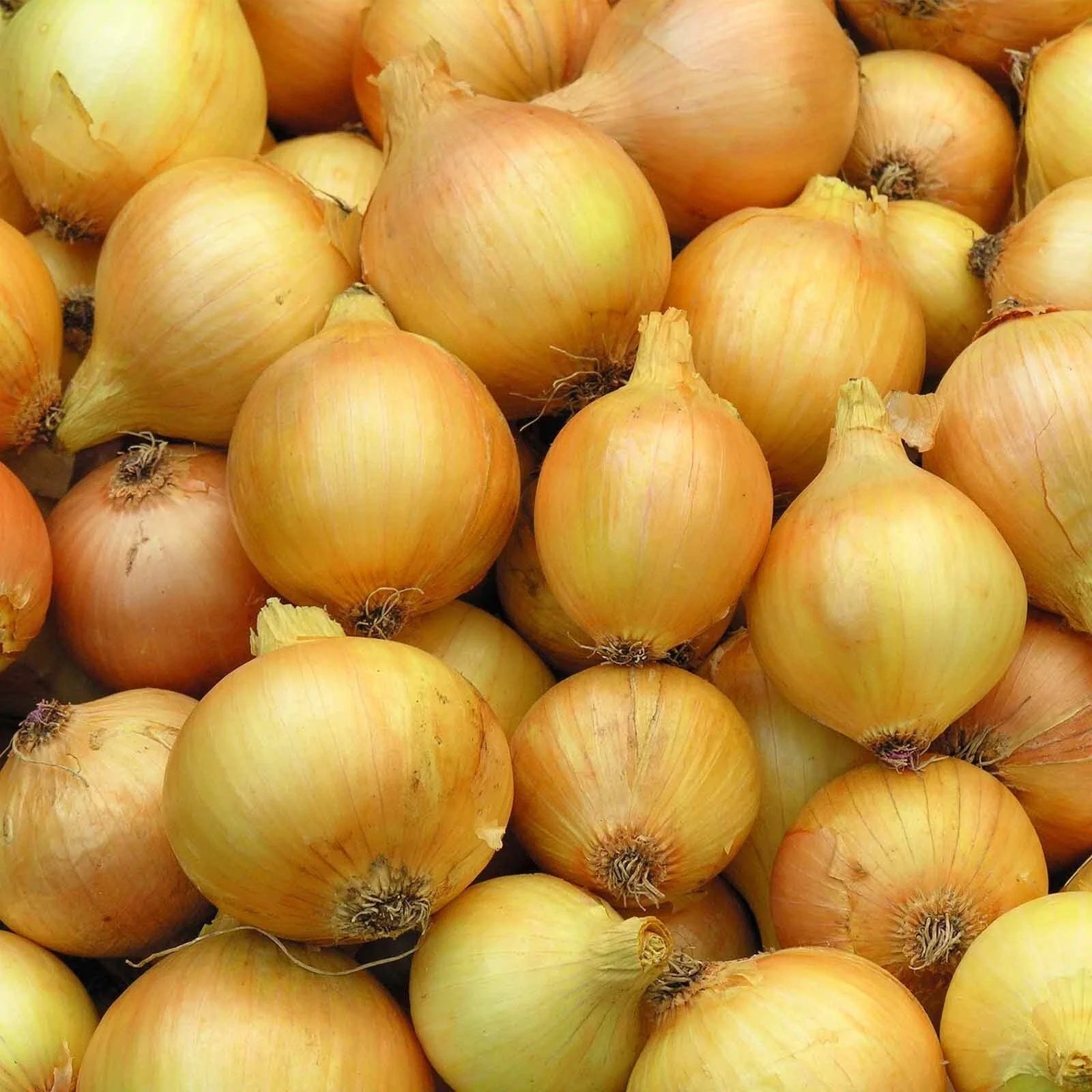 Yellow Sweet Onion Seeds - Heirloom Variety - Allium cepa - Non-GMO, Organic Gardening Seeds for Home Planting