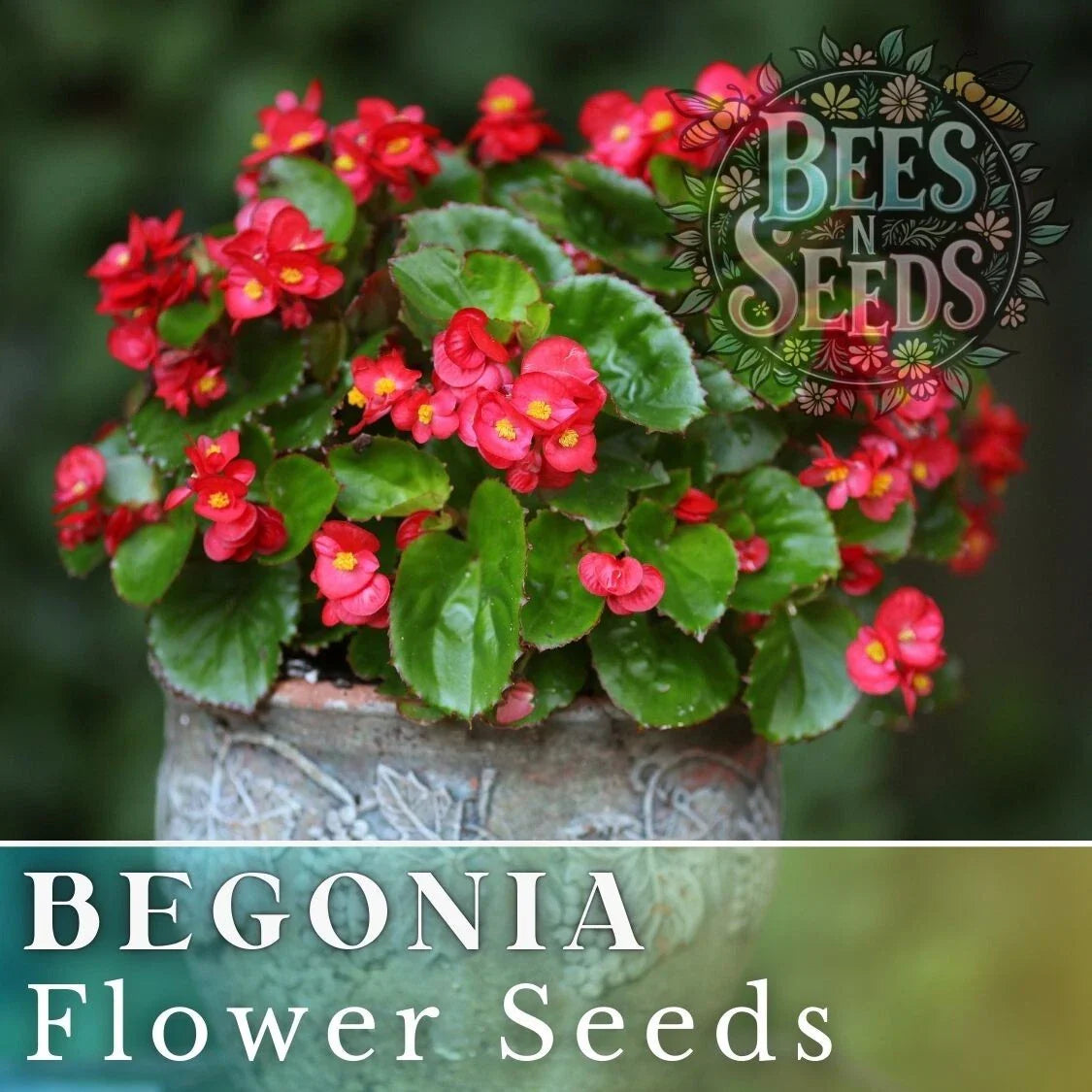 Rich Berry Begonia Seeds - 45 or 125 Non-GMO Flower Seeds - Ideal for Gardens (Begonia)