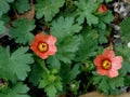 Carolina Bristle Mallow - 10 Seeds, Growncover Herb, Modiola caroliniana, Native Wildflower Seeds