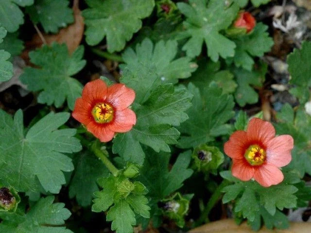 Carolina Bristle Mallow - 10 Seeds, Growncover Herb, Modiola caroliniana, Native Wildflower Seeds
