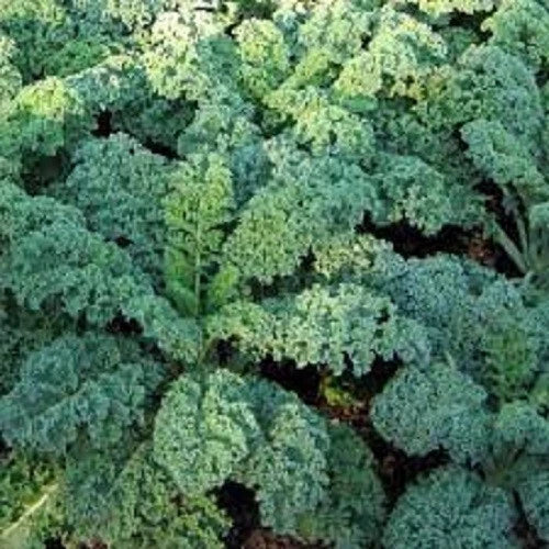 Premium Organic Heirloom Seeds - Blue Curled Scotch Kale - Non-GMO Garden Seeds for Home Planting