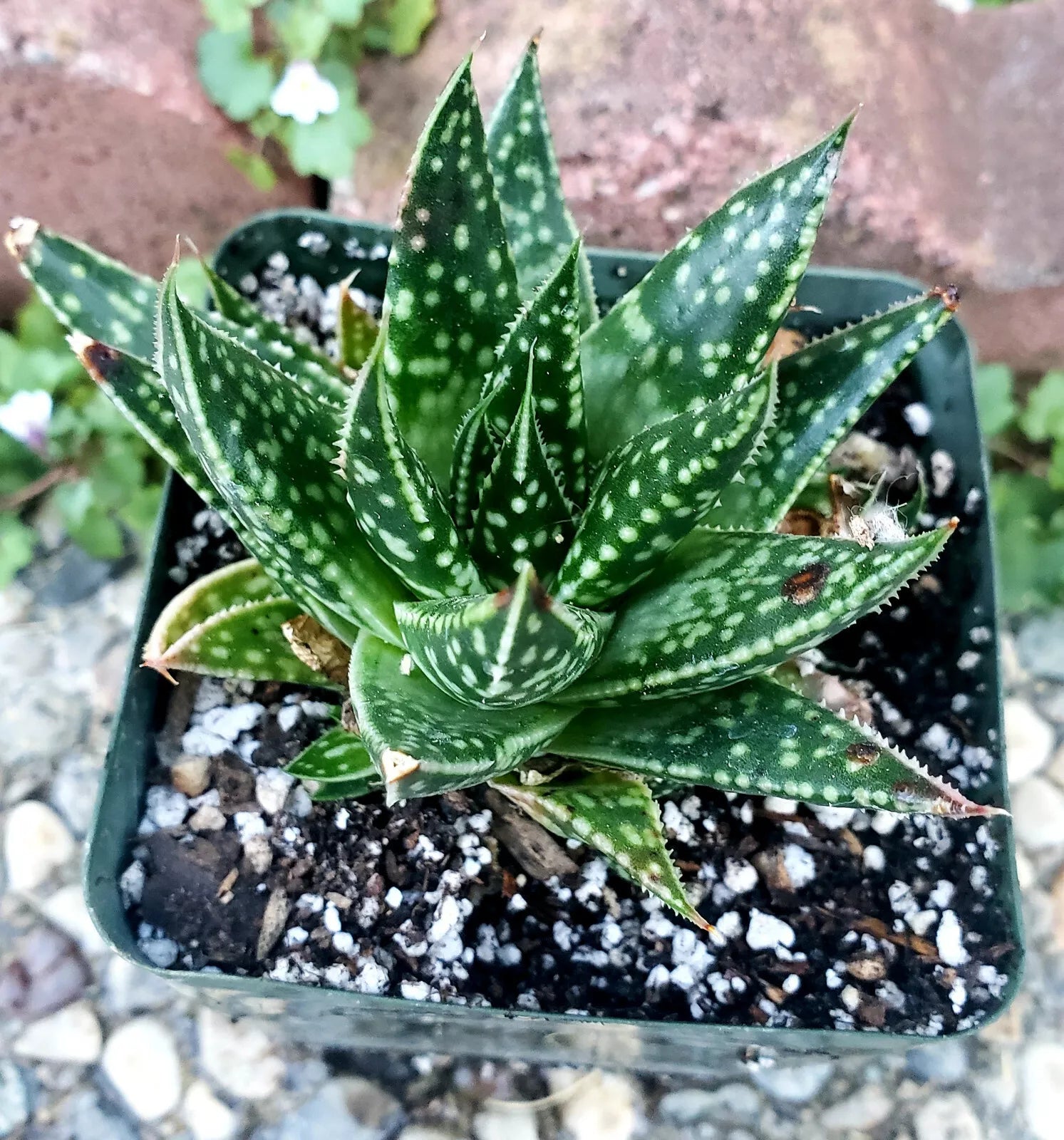 Rare Gasteraloe 'Spotty' 3" Potted Plant - Gasteria x Aloe Hybrid - Unique Succulent for Home Decor
