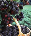 Black Hawk Raspberry Plant 1-2 Yr Old Rubus occidentalis Hardy Fruit Shrub Deep Red Berries Cold-Hardy for Home Garden