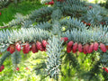 Noble Fir Seeds, 10 Pack, Abies procera, Premium Quality Evergreen Tree Seeds for Planting