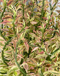 Devil's Backbone Cuttings 8 Organic Euphorbia Tithymaloides Variegata 6+"
