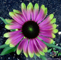 Green Twister Rudbeckia Seeds - 200+ Count for Garden Planting - Rudbeckia hirta - USA Grown
