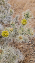 Silver Cholla Branches, 3 Pieces 6-10" Long, Cylindropuntia Echinocarpa, Drought-Resistant Cactus Decor