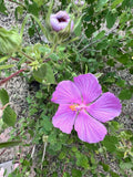 Pink Desert Rock Rose Seeds - 15 Count Pavonia lasiopetala - Texas Native Perennial Flowers