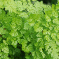 Chervil Seeds 400 Count | French Parsley | Heirloom Non-GMO | Anthriscus cerefolium | Free Shipping