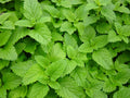 Lemon Balm Herb Seed Pack - 500+ Fresh Seeds - Melissa officinalis
