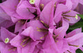 Bougainvillea Starter Plant - Rijnstar Lila - Well Rooted Plug - Bougainvillea glabra - USA Seller